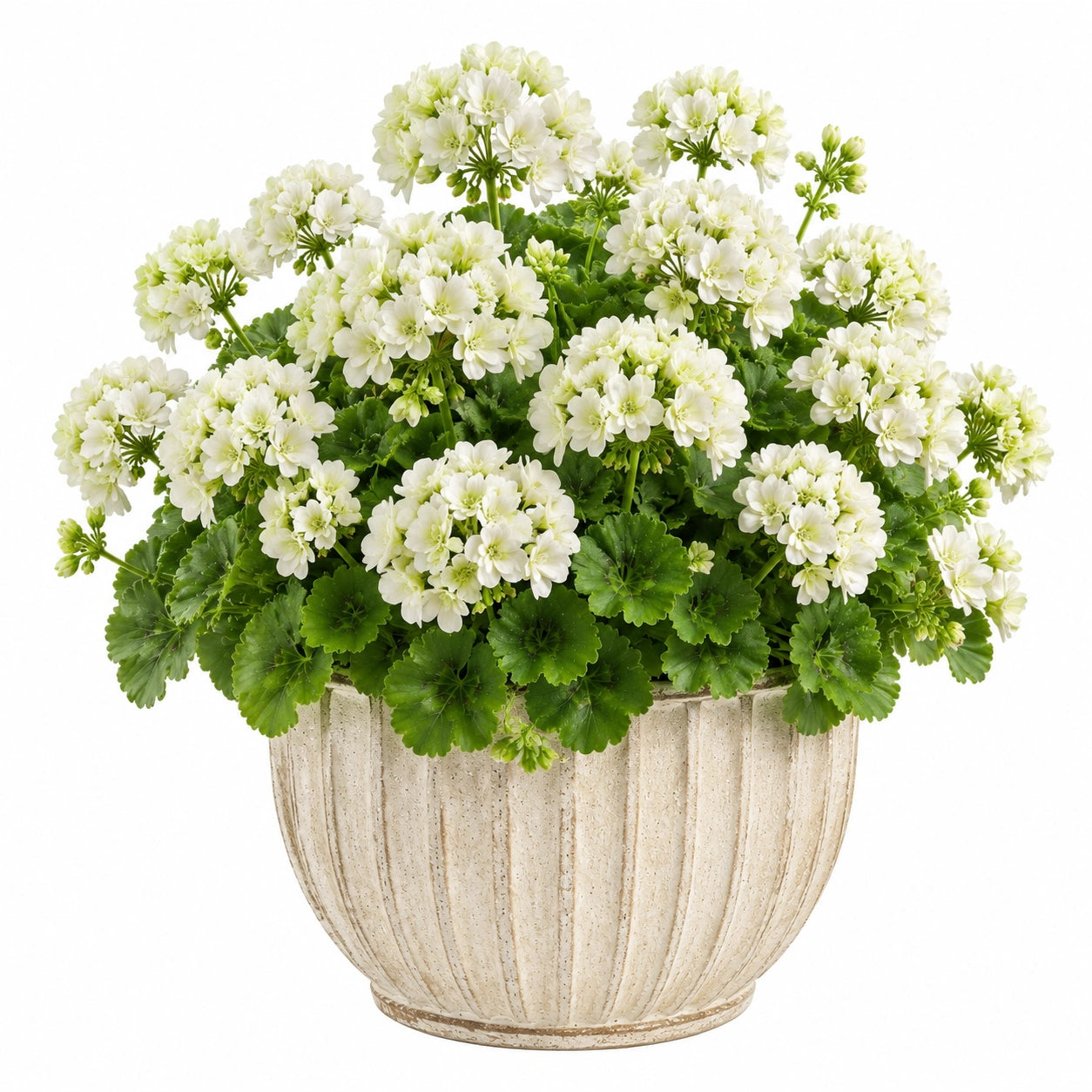 Pianta artificiale di geranio 45 cm bianco con vaso in ceramica per interni